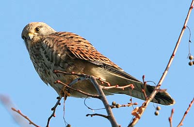 Turmfalke, Weibchen - Falco tinnunculus