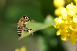 Honigbiene vor Blüte